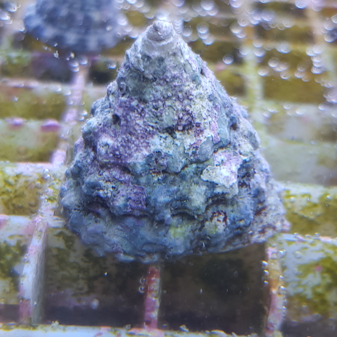 Tectus / Trochus/ Turbo| Algenfresser 5Stk. / algae eater 5pcs.